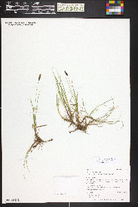 Carex scirpoidea image