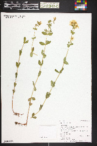 Hypericum scouleri image