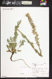 Phacelia sericea subsp. ciliosa image