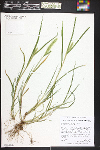 Setaria viridis var. viridis image