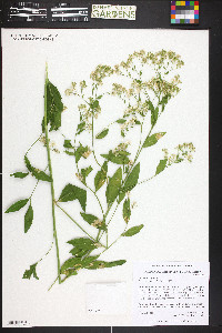 Lepidium latifolium image