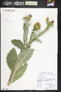 Onopordum acanthium image