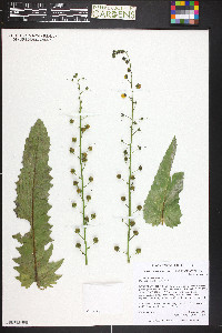 Verbascum blattaria image