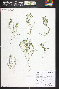 Lepidium densiflorum image