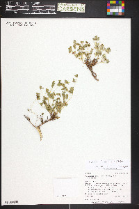 Euphorbia fendleri image