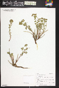 Euphorbia brachycera image