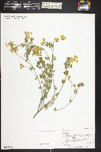 Lotus corniculatus image