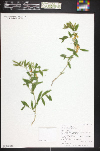 Lathyrus lanszwertii image