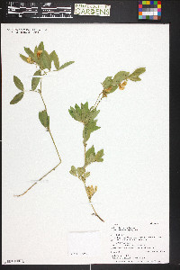 Lathyrus lanszwertii image