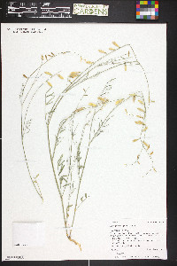 Astragalus wingatanus image