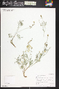 Astragalus wingatanus image