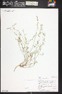 Astragalus wingatanus image