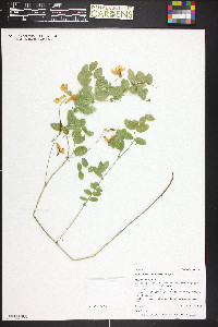 Lathyrus laetivirens image