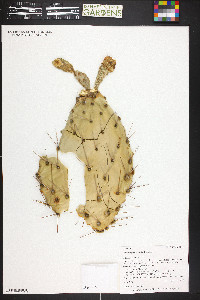 Opuntia phaeacantha image