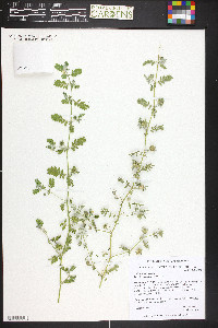 Tribulus terrestris image