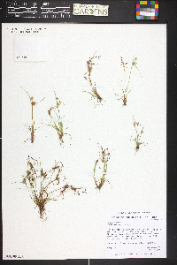 Cyperus squarrosus image