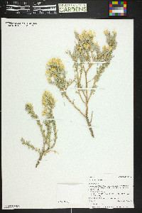 Tetradymia canescens image