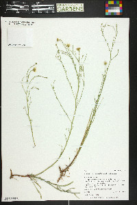 Almutaster pauciflorus image