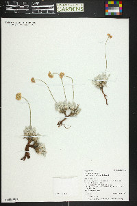 Eriogonum ovalifolium image