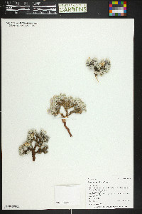 Eriogonum shockleyi image