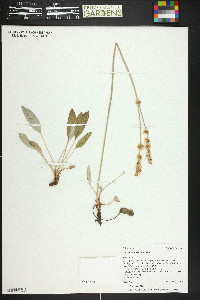 Eriogonum racemosum image