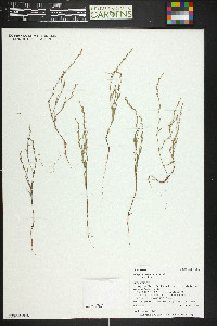 Polygonum sawatchense subsp. sawatchense image