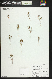 Polygonum polygaloides subsp. kelloggii image