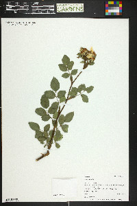 Rosa canina image