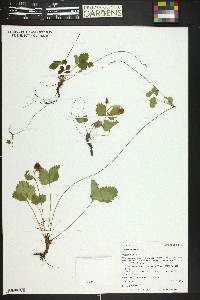 Fragaria vesca image