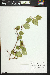 Crataegus erythropoda image