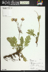 Geum triflorum image