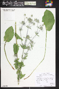 Eryngium planum image