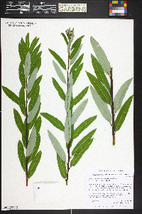 Salix lasiandra image