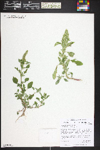 Amaranthus powellii image