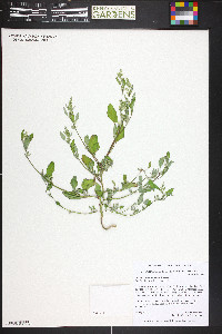 Chenopodium fremontii image