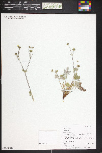 Potentilla nivea image