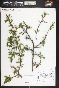 Prunus angustifolia image