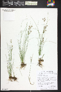 Juncus compressus image