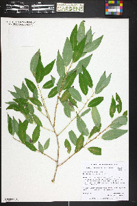 Salix amygdaloides image