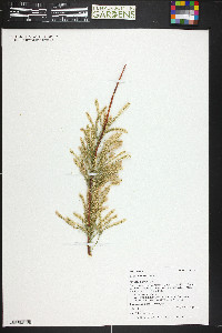 Tamarix chinensis image