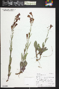 Penstemon comarrhenus image