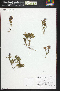 Penstemon harbourii image