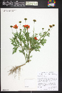 Cosmos sulphureus image