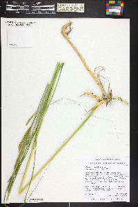 Spartina pectinata image