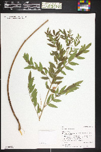 Glycyrrhiza lepidota image