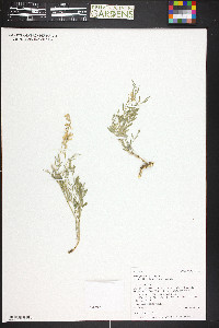 Astragalus miser var. oblongifolius image