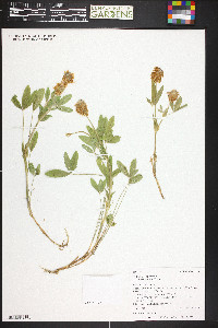 Trifolium longipes image