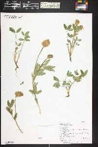 Trifolium longipes image