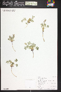 Lupinus brevicaulis image