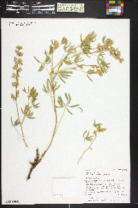 Lupinus caudatus subsp. caudatus image